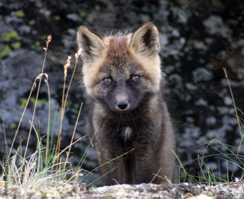 Arctic fox kit Alaska tundra