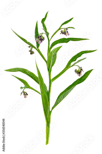 Medicinal plant comfrey Symphytum officinale on a white background. It is used for outdoor applications, on gardening, © JPC-PROD