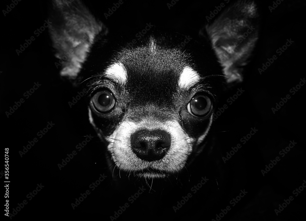 portrait of chihuahua, for backgraund or wallpaper 