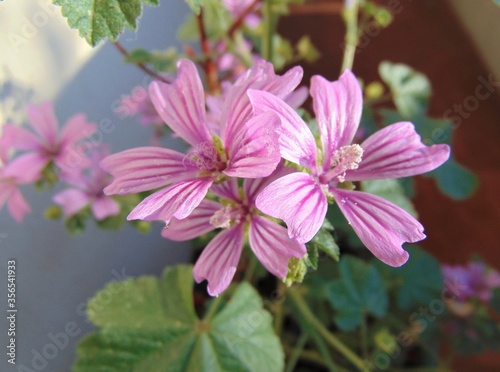 Lavatera thuringiaca plant  pink lilac mallow flower  close-up  outdoors.