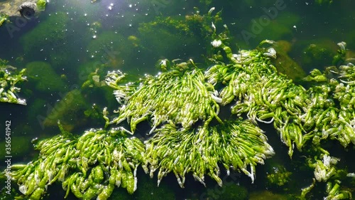 Green Algae on a stone near the shore, Hadzhibeysky estuary photo