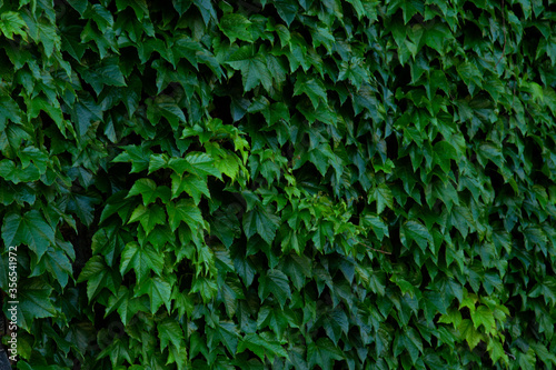 Green Leaves Wall Texture Close Up Exterior