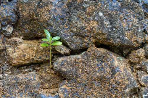 Small plant germinating in the rocks, adapting to the environment. photo