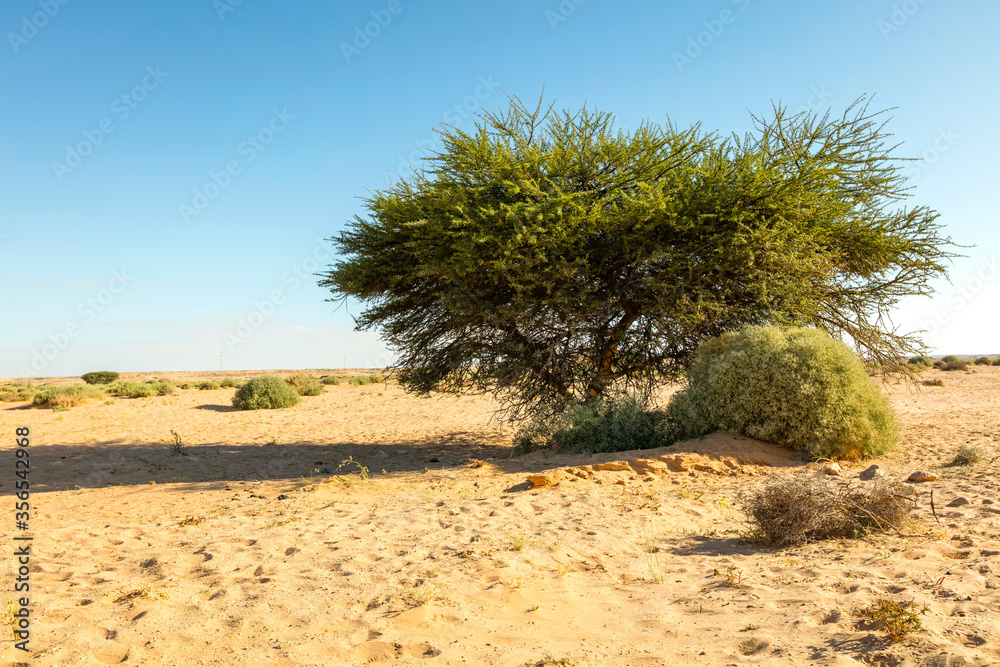 Moroccan desert landscape with blue sky. Morocco