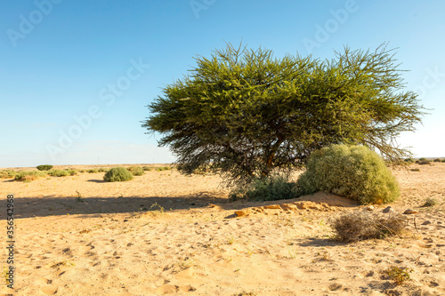 Fototapeta Naklejka Na Ścianę i Meble -  Moroccan desert landscape with blue sky. Morocco