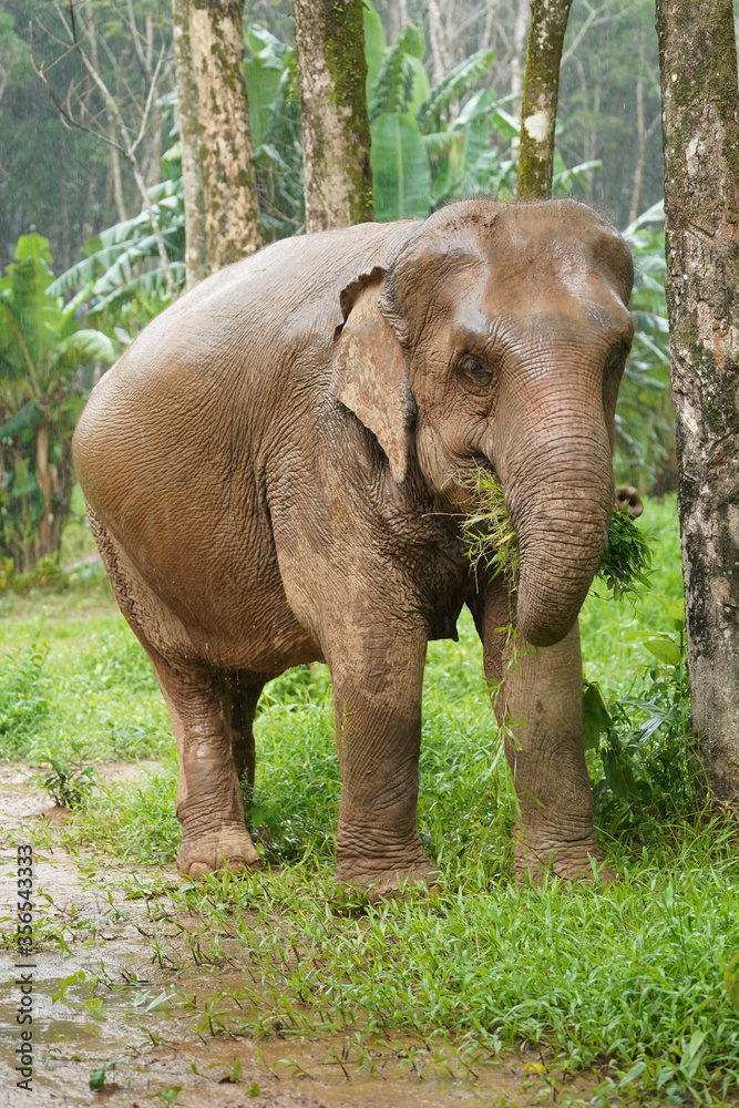 Fototapeta premium Nature Elephant żyjący zielony las