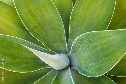 close up of a plant