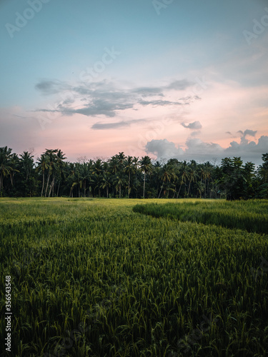 Blue  pink and purple sunset over green rice paddies in Ubud  Bali  Indonesia