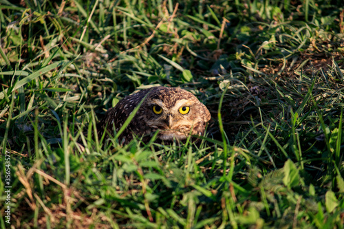 Owl - Coruja-buraqueira Athene cunicularia 