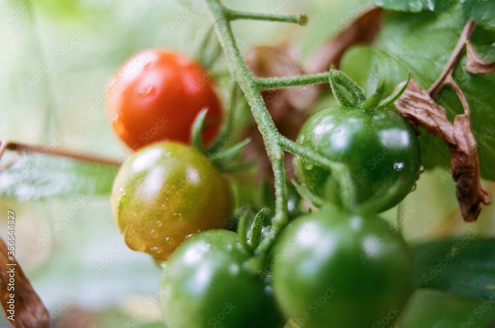 cherry tomatoes ripening on the vine cherry tomatoes ripening on the vine