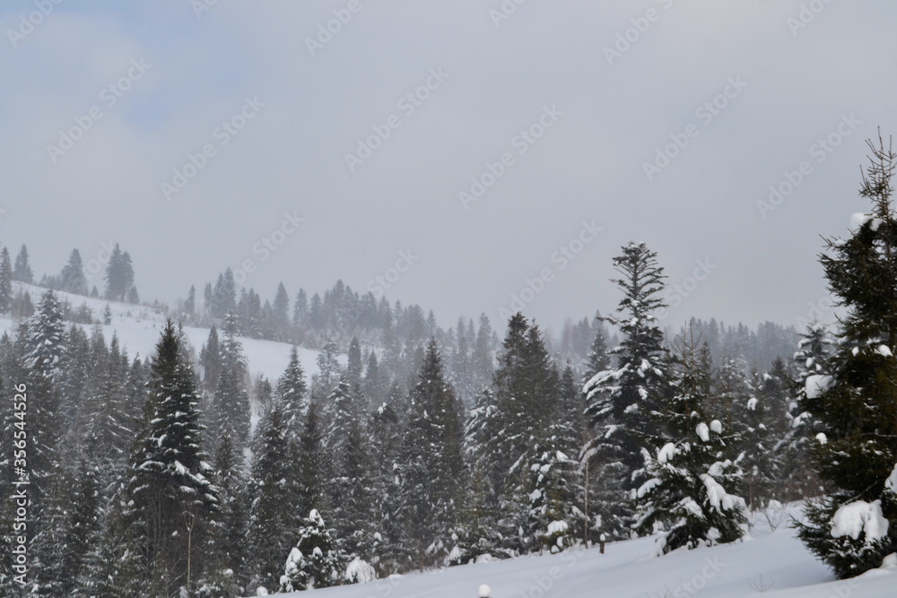 Obraz premium Beautiful winter view of landscape of mountains, forest and meadows in the Carpathians in snow weather 