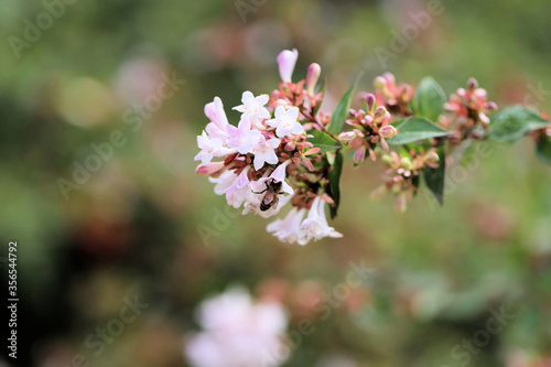 Western Honey Bee collecting nectar from Abelia flower, South Australia