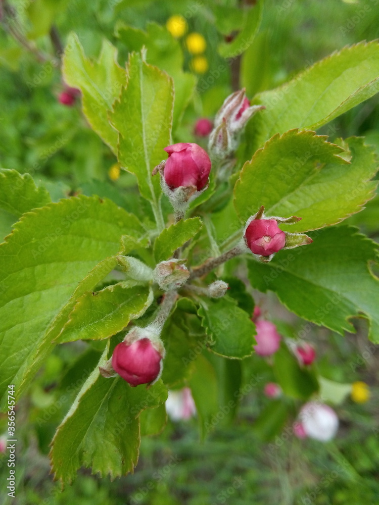 Pink, white flowers in the apple trees orchard. Branches are blooming in rainy, cloudy day weather on a blurry green grass background with copy space and tabs for text in spring