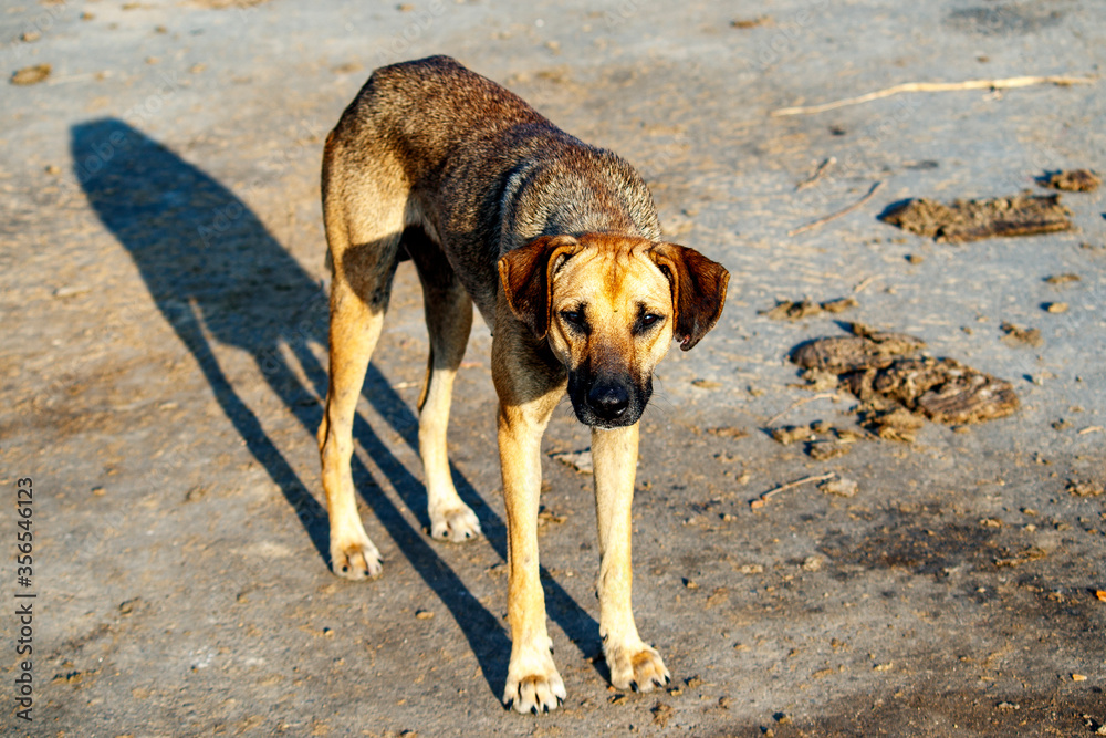 Street dog Street dog