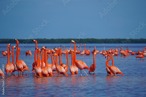 Celestun, Yucatan, Mexico: American flamingos - Phoenicopterus ruber - wading in the shallow waters of the Celestun Biosphere Reserve.