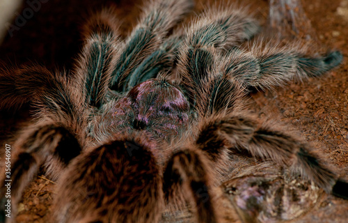 Chilean Rose Tarantula