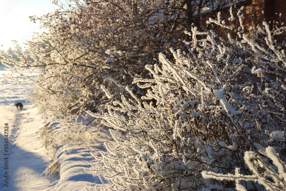 Plants covered with snow, Omsk region, Russia Plants covered with snow, Omsk region, Russia