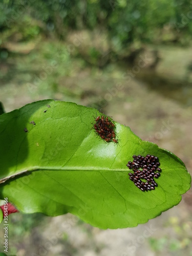 SPINED FRUIT BUG (Rhynchocoris poseidon) and their larvae injure on citrus in Viet Nam. photo