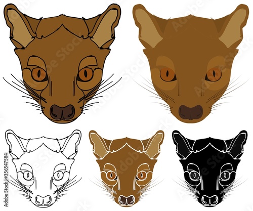 Fossa, Animal of Madagascar in face view.