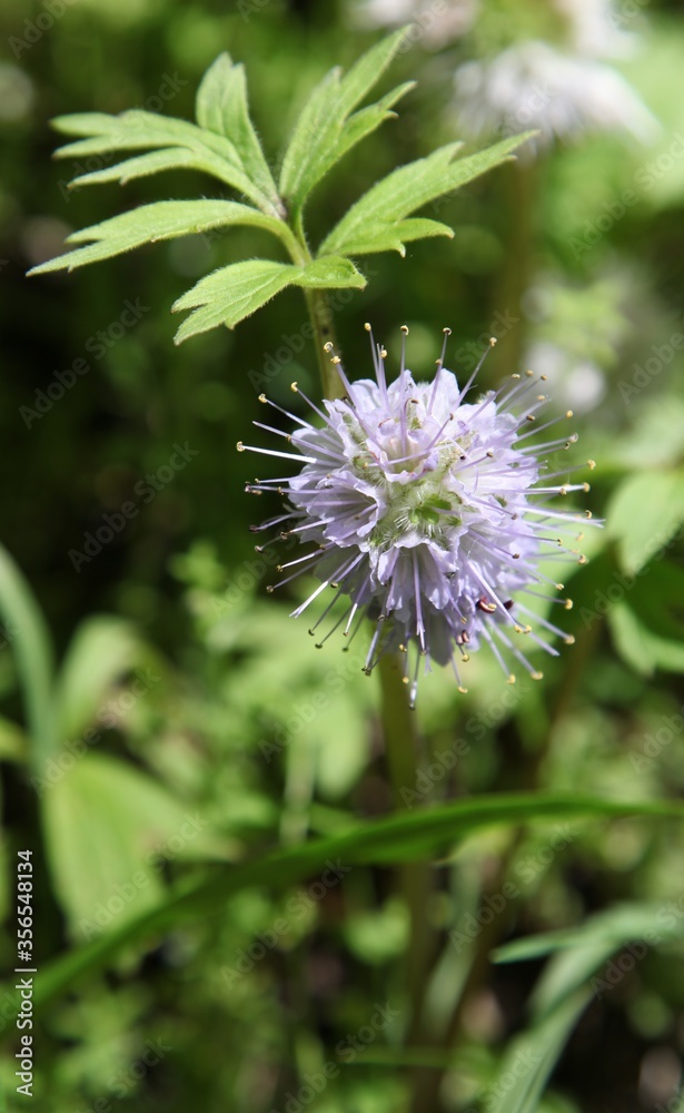 Ballhead Waterleaf (Hydrophyllum capitatum) purple wildflower in Big Belt Mountains, Montana Ballhead Waterleaf (Hydrophyllum capitatum) purple wildflower in Big Belt Mountains, Montana
