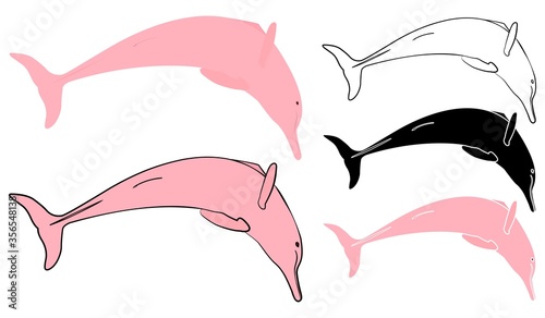 Boto cor de rosa in front view.