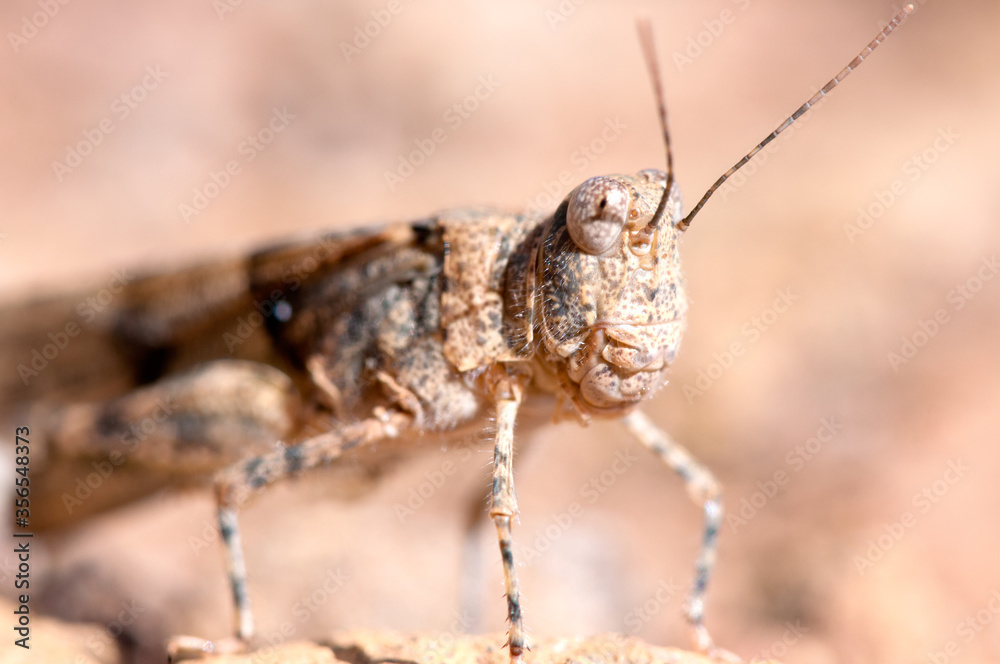 Fototapeta premium Grasshopper portrait