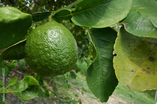 Wallpaper Mural Citrus aurantium var. aurantium, Bouquetier, Sour orange, Bitter orange, Seville orange,Bigarade Torontodigital.ca