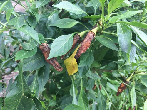 Chilli anthracnose disease caused by Colletotrichum species in Viet Nam. photo