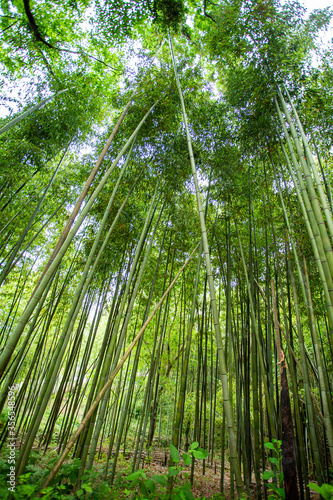 bamboo garden in Juknokwon South Korea