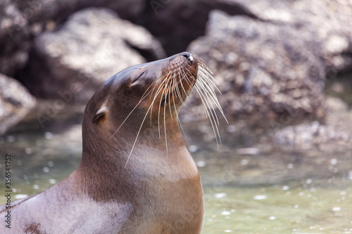 Sea lion enjoying its bath