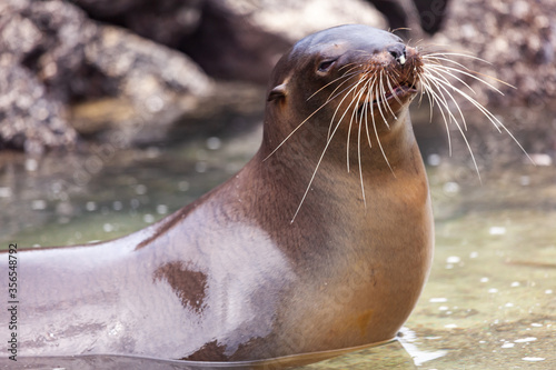 Sea lion enjoying its bath