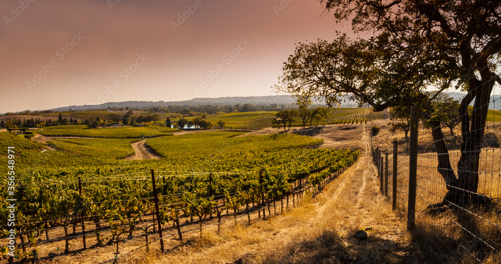 Fototapeta premium Sunset on Winery Vineyard, Napa, California, USA