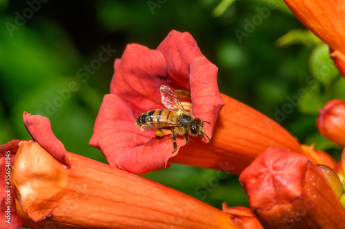 western honey bee or European honey bee (Apis mellifera) on Trumpet Vine Flower photo