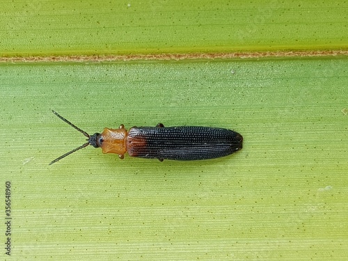 Larvae of brontispa longissima (known as the coconut leaf beetle, the two-coloured coconut leaf beetle, or the coconut hispine beetle) is a leaf beetle that feeds on young leaves. photo