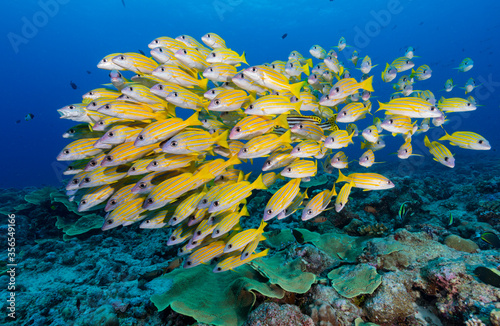 School of bright yellow tropical fish spread out as they swim towards camera above coral reef