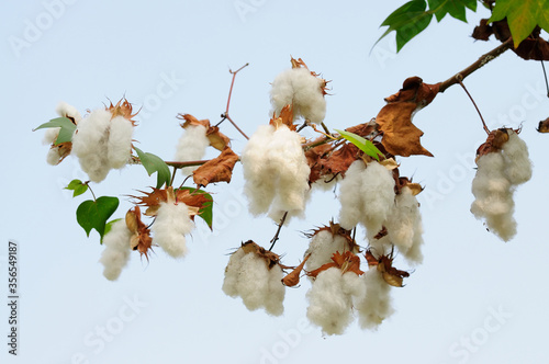 Levant Cotton (Gossypium herbaceum) photo