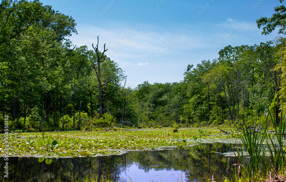 Fototapeta premium lake in the forest