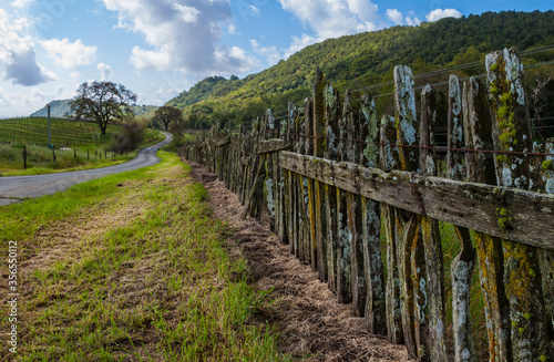 Fototapeta Naklejka Na Ścianę i Meble -  Old Wooden Fence Winding Through the Rolling Hills of Vineyards,Carneros Region, Napa Valley,California,USA