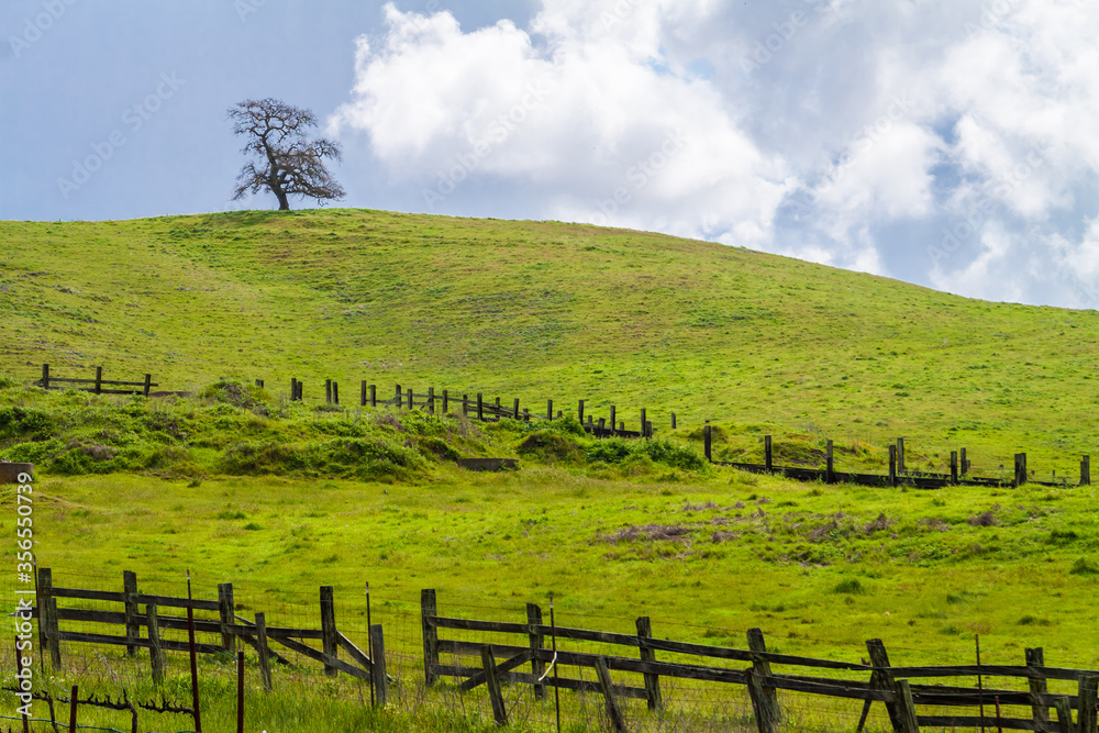 Lone Oak Tree on Top of Hill in Green Pasture Along Henry Road, Napa, Californa,USA