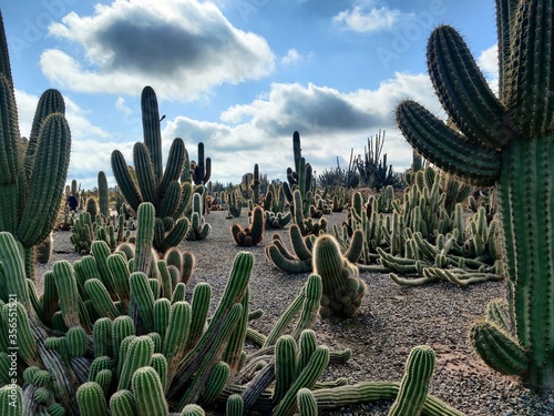 Cactus desert with white clouds blue skies and various cactus patterns and cactus plants