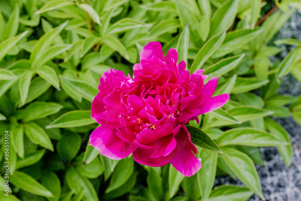 Beautiful Deep Pink Rose in Summer