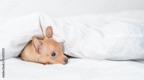 Sad Toy terrier puppy lies under a blanket on a bed at home. Empty space for text
