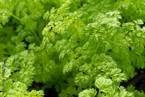 Chervil (Anthriscus cerefolium), sometimes called French parsley or garden chervil, is a delicate annual herb related to parsley photo