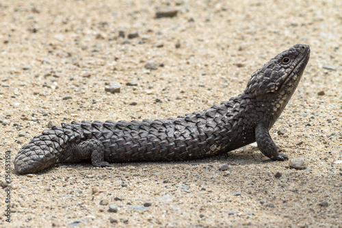 Shingleback  Two-Headed Skink  Stump-Tailed Skink  Bobtail - different names of the wild Australian lizard