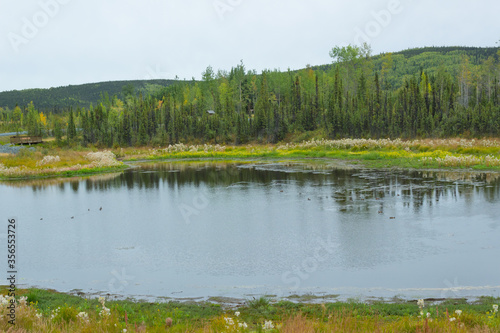 夏のアラスカ、森林地帯の池