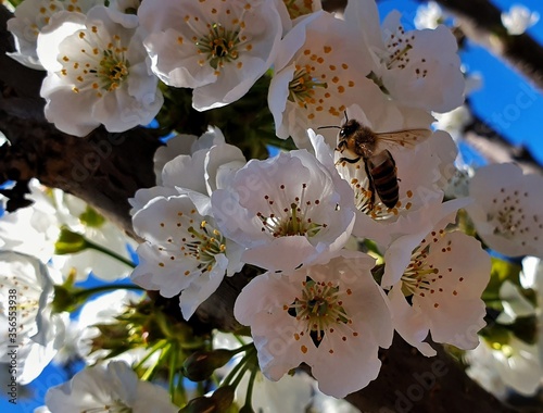 apple tree blossom