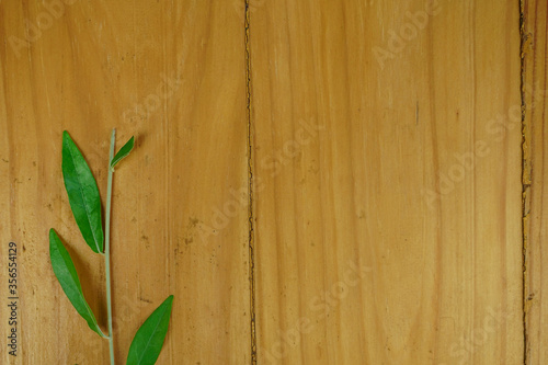 branch leaves on wooden background