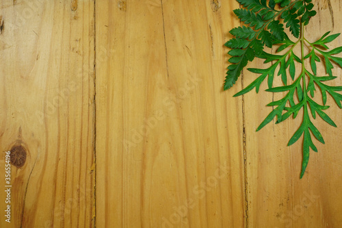 tropical plant leaves and fern leaf on wooden vintage background