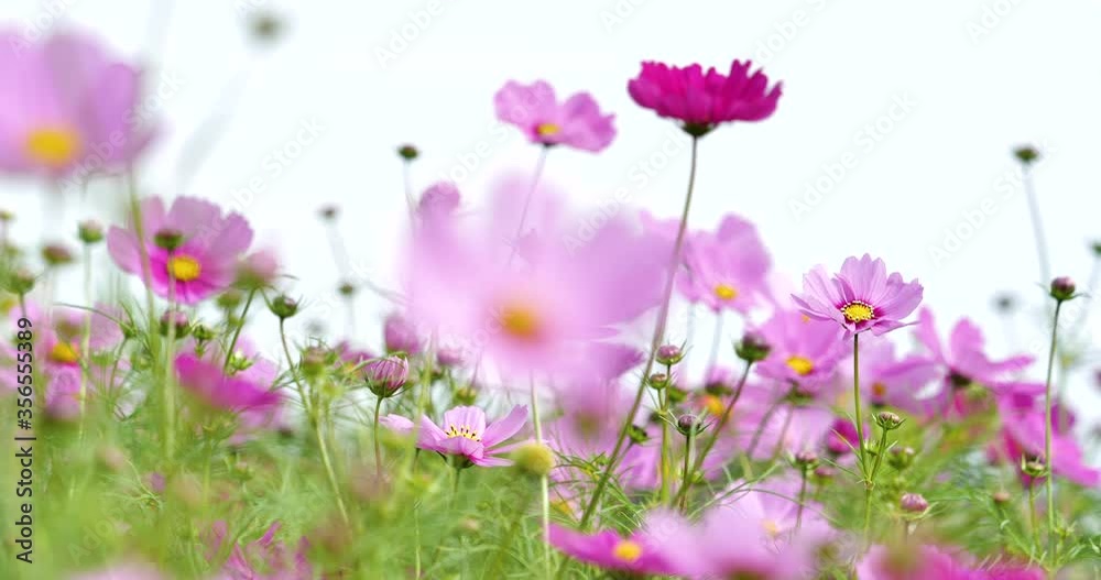 コスモス コスモス畑 花 花畑 コスモス コスモス畑 花 花畑