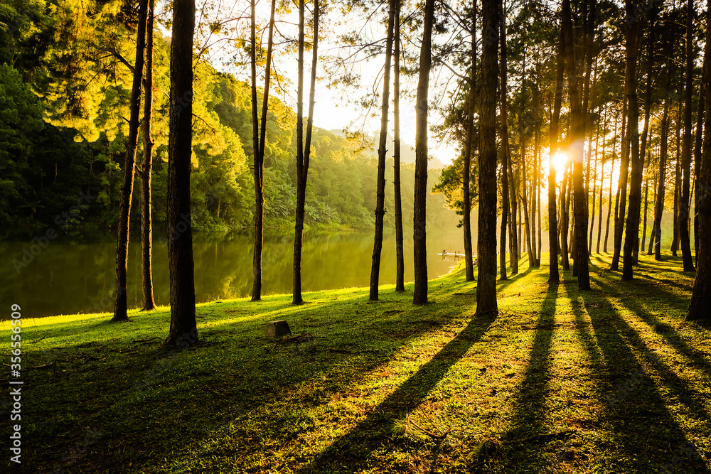 The landscape of a lake and pine forest with the sunset background The landscape of a lake and pine forest with the sunset background